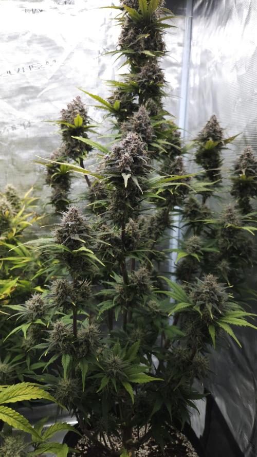 First grow Fastbuds Auto. Week 10