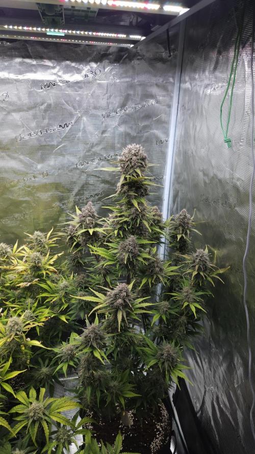 First grow Fastbuds Auto. Week 10