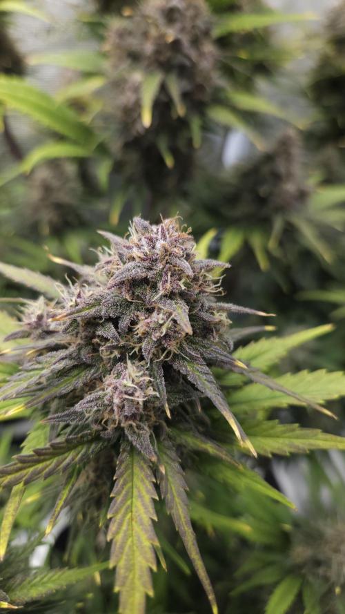 First grow Fastbuds Auto. Week 10