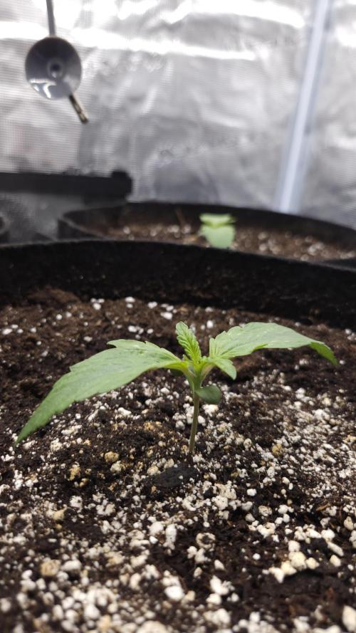 Fastbuds-Tropicana cookies Fastflower. Week 1