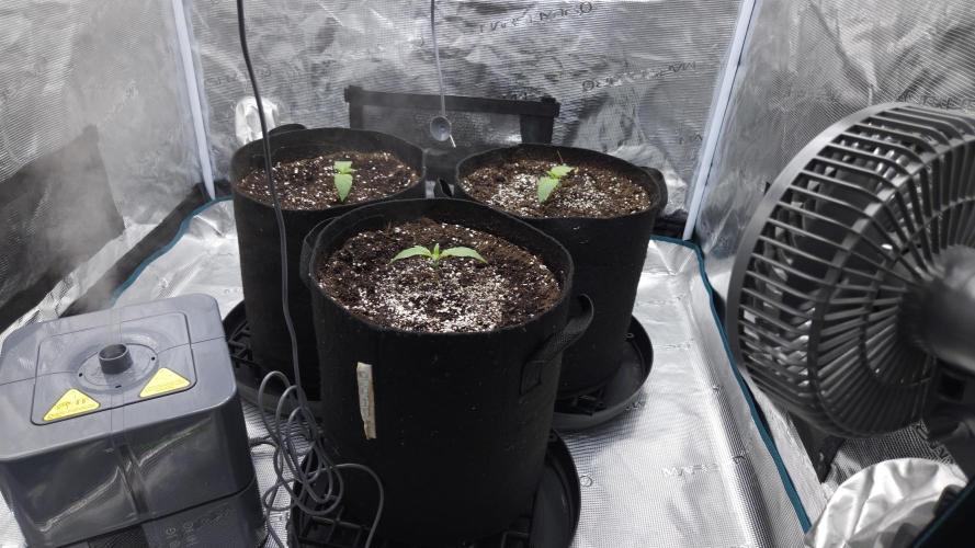 Fastbuds-Tropicana cookies Fastflower. Week 1