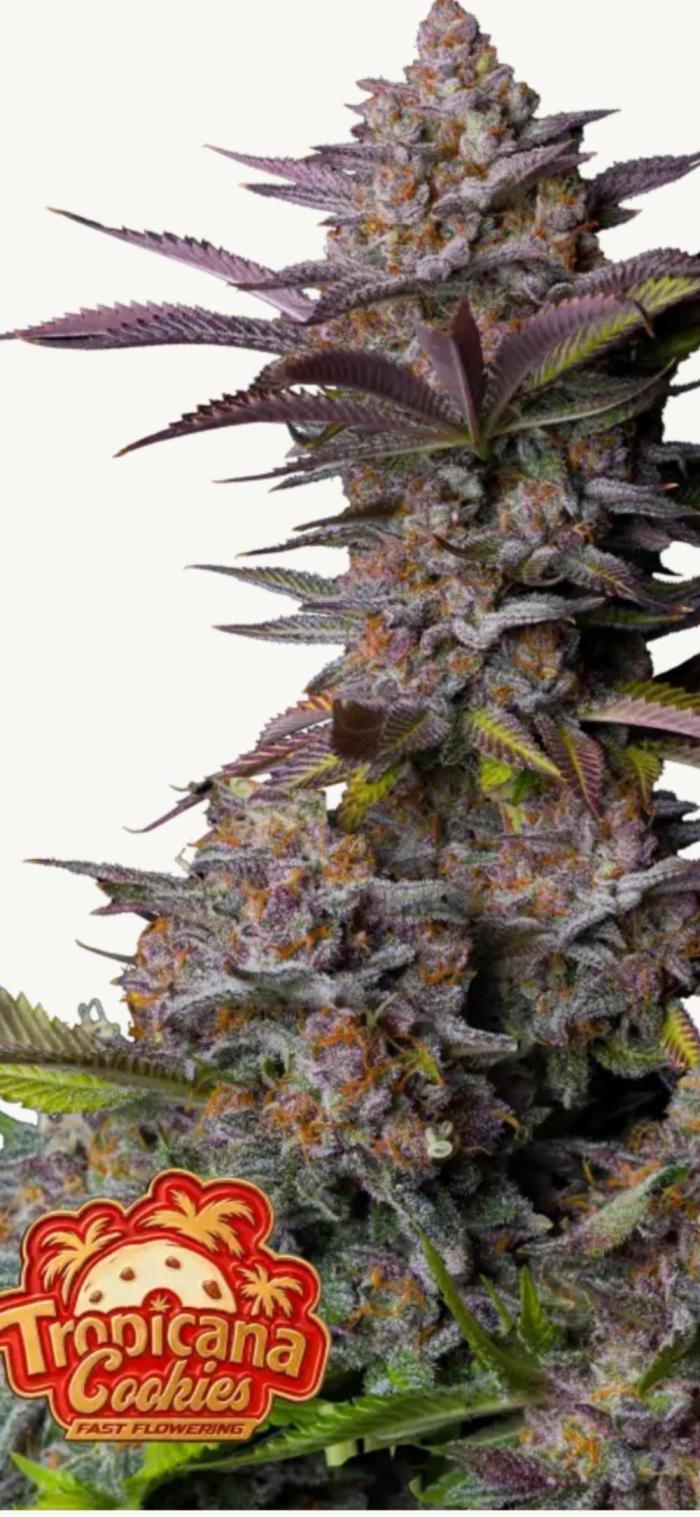 Fastbuds-Tropicana cookies Fastflower. Week 0
