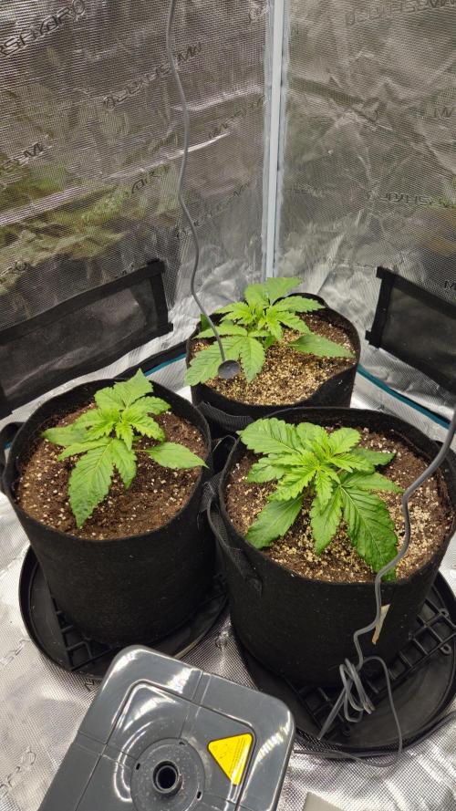 Fastbuds-Tropicana cookies Fastflower. Week 2