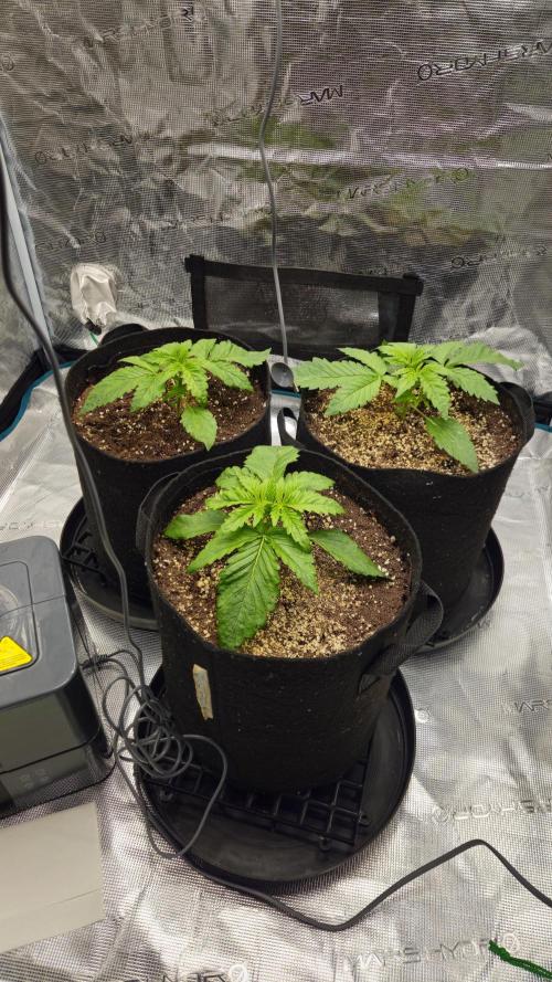 Fastbuds-Tropicana cookies Fastflower. Week 2