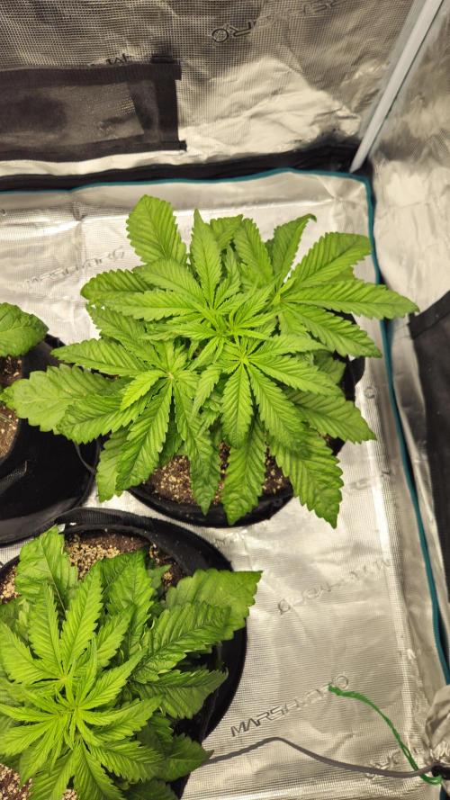 Fastbuds-Tropicana cookies Fastflower. Week 3