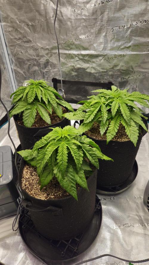 Fastbuds-Tropicana cookies Fastflower. Week 3