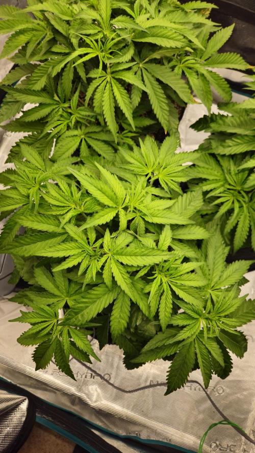 Fastbuds-Tropicana cookies Fastflower. Week 4