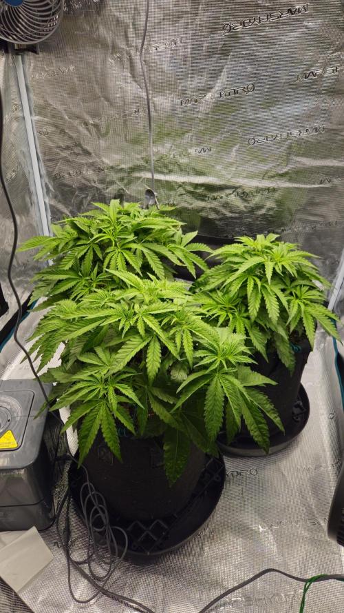 Fastbuds-Tropicana cookies Fastflower. Week 4