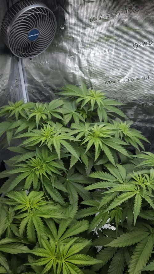 Fastbuds-Tropicana cookies Fastflower. Week 5