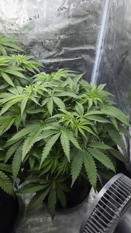 Fastbuds-Tropicana cookies Fastflower. Week 5