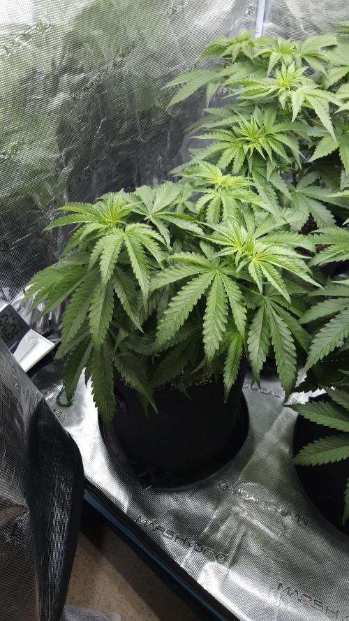 Fastbuds-Tropicana cookies Fastflower. Week 5