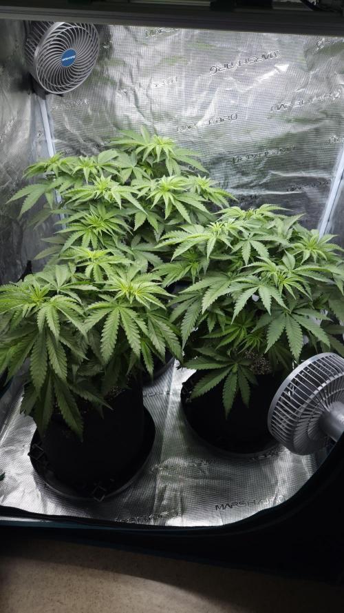 Fastbuds-Tropicana cookies Fastflower. Week 5