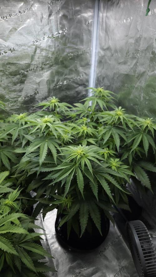 Fastbuds-Tropicana cookies Fastflower. Week 6 - This is queen