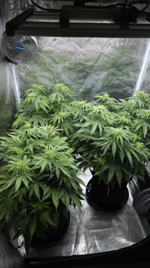 Fastbuds-Tropicana cookies Fastflower. Week 6