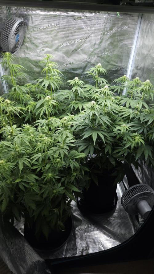 Fastbuds-Tropicana cookies Fastflower. Week 7
