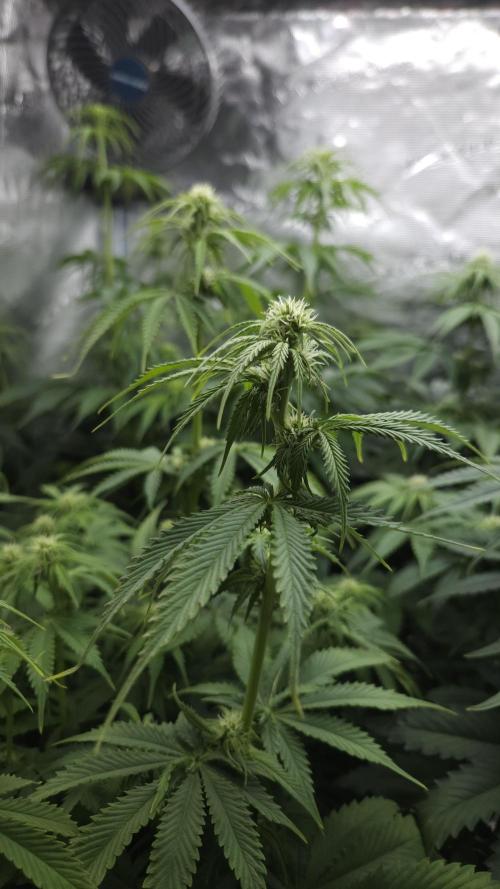 Fastbuds-Tropicana cookies Fastflower. Week 7