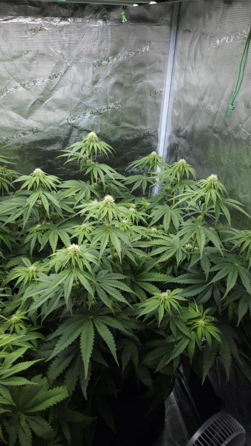 Fastbuds-Tropicana cookies Fastflower. Week 7