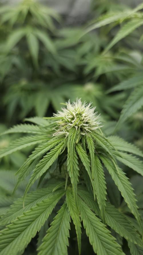 Fastbuds-Tropicana cookies Fastflower. Week 7