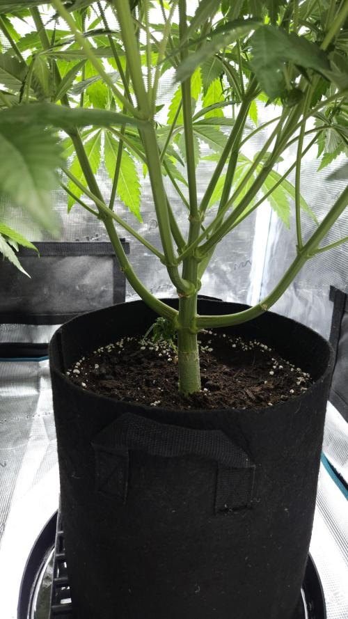 Fastbuds-Tropicana cookies Fastflower. Week 7