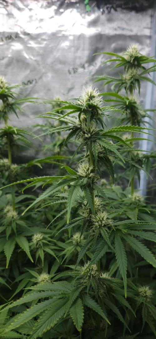 Fastbuds-Tropicana cookies Fastflower. Week 8