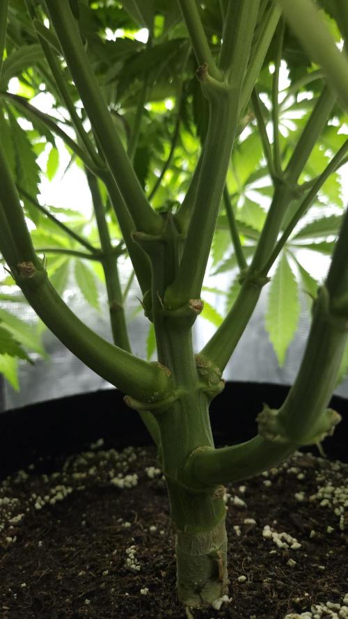 Fastbuds-Tropicana cookies Fastflower. Week 8