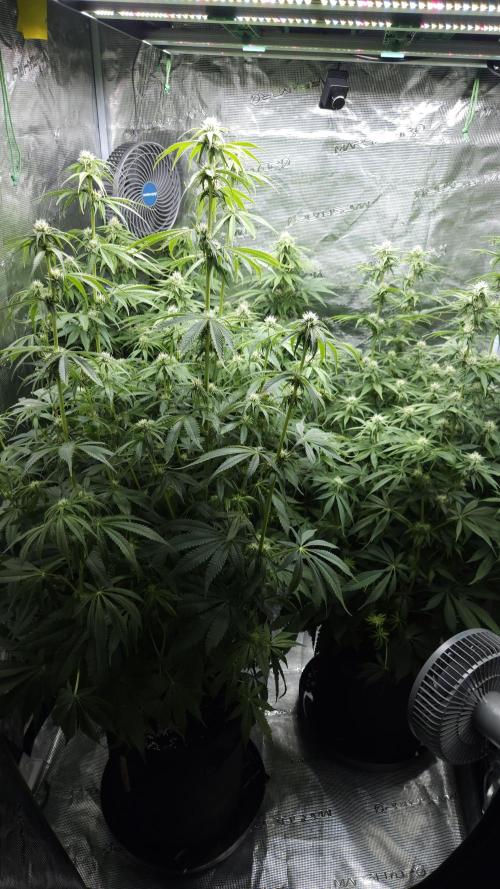 Fastbuds-Tropicana cookies Fastflower. Week 8