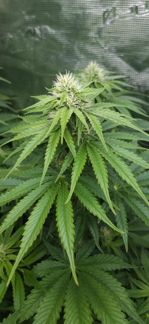 Fastbuds-Tropicana cookies Fastflower. Week 8