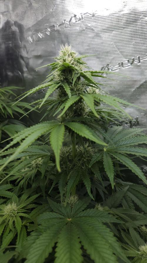 Tropicana Cookies FF. Week 8