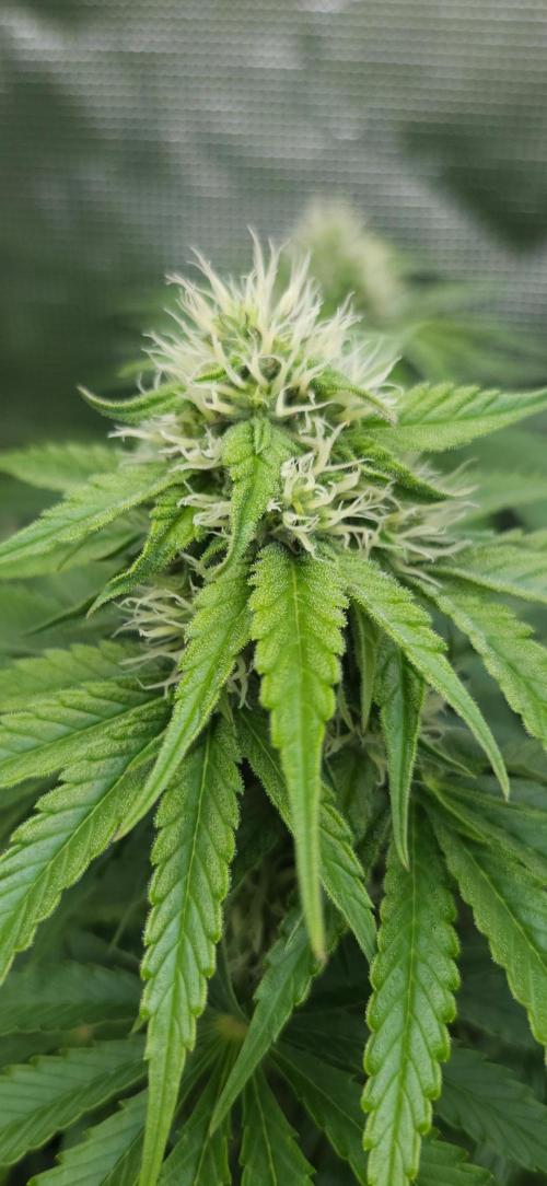 Tropicana Cookies FF. Week 8