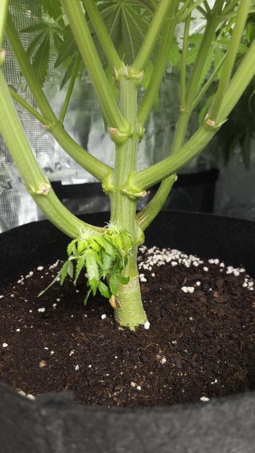 Fastbuds-Tropicana cookies Fastflower. Week 9