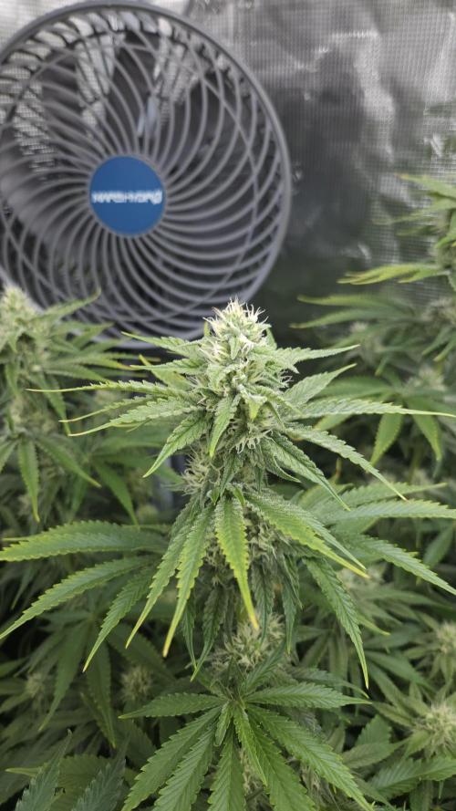 Fastbuds-Tropicana cookies Fastflower. Week 9