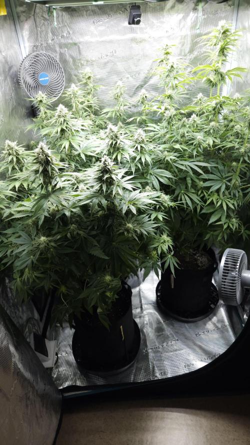 Fastbuds-Tropicana cookies Fastflower. Week 9