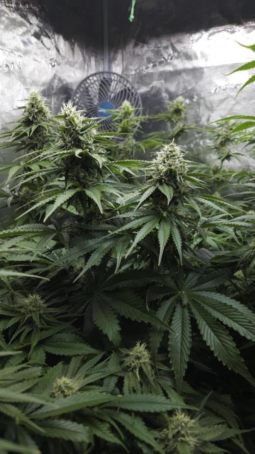 Fastbuds-Tropicana cookies Fastflower. Week 9