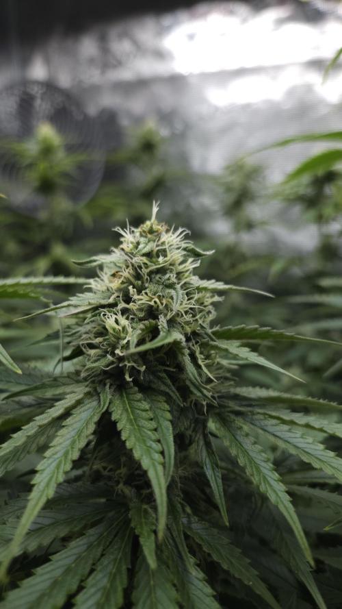 Fastbuds-Tropicana cookies Fastflower. Week 9