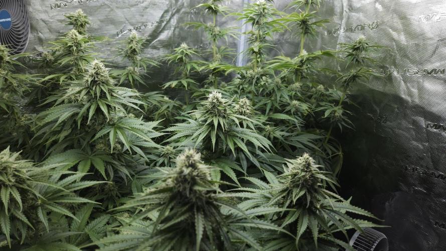 Fastbuds-Tropicana cookies Fastflower. Week 9