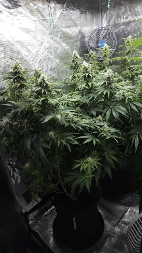 Tropicana Cookies FF. Week 9