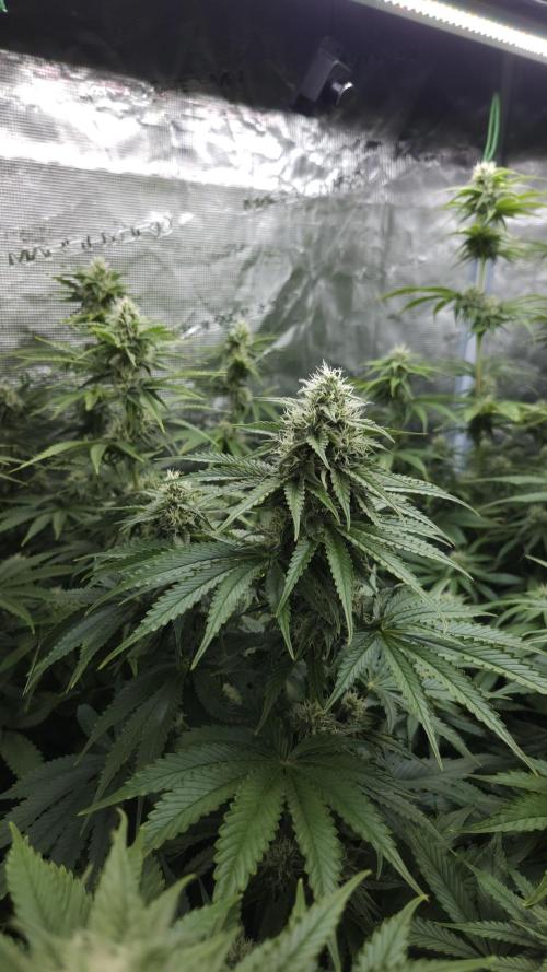 Fastbuds-Tropicana cookies Fastflower. Week 9