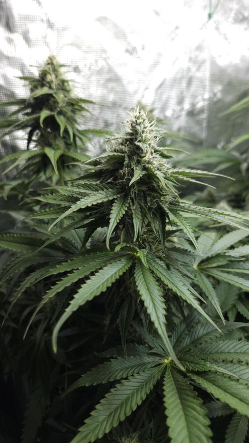 Tropicana Cookies FF. Week 9