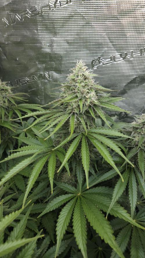 Fastbuds-Tropicana cookies Fastflower. Week 10