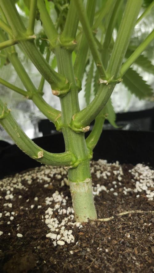 Fastbuds-Tropicana cookies Fastflower. Week 10