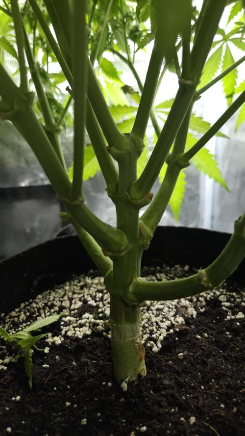 Fastbuds-Tropicana cookies Fastflower. Week 10