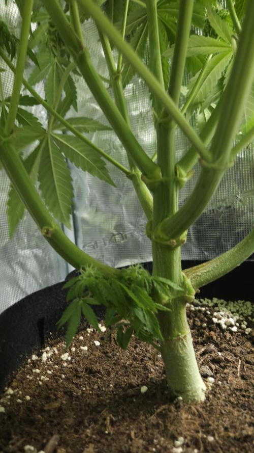 Fastbuds-Tropicana cookies Fastflower. Week 10
