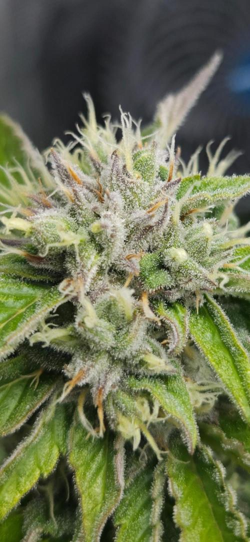 Fastbuds-Tropicana cookies Fastflower. Week 10