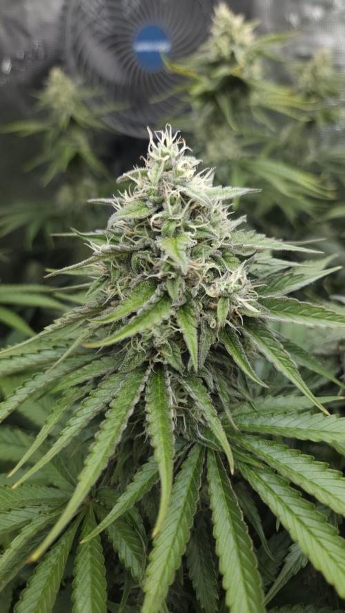 Fastbuds-Tropicana cookies Fastflower. Week 10