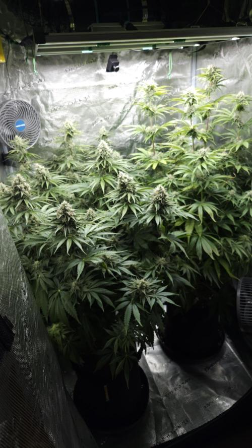 Fastbuds-Tropicana cookies Fastflower. Week 10