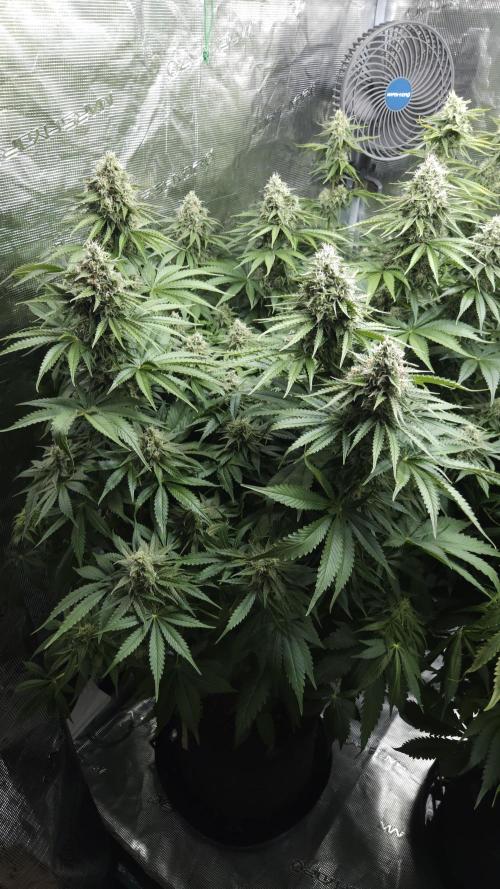 Fastbuds-Tropicana cookies Fastflower. Week 10