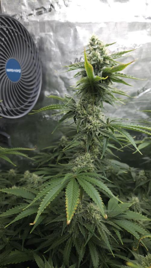 Fastbuds-Tropicana cookies Fastflower. Week 10