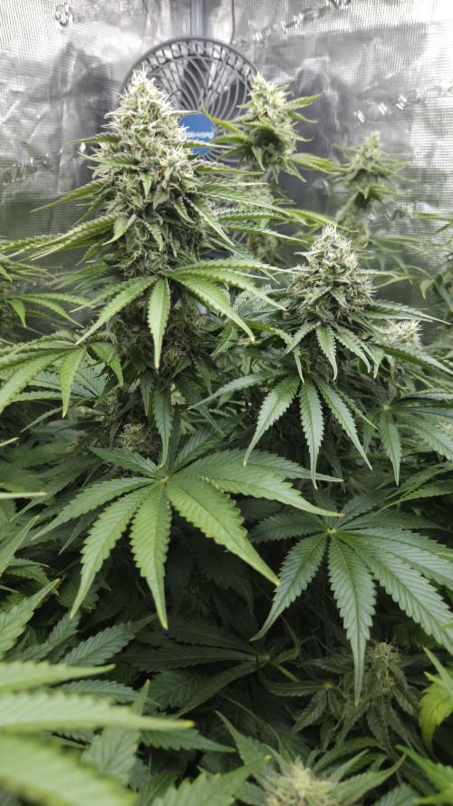 Fastbuds-Tropicana cookies Fastflower. Week 10