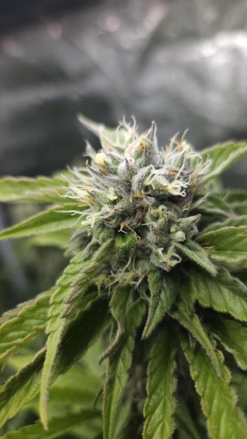Tropicana Cookies FF. Week 10
