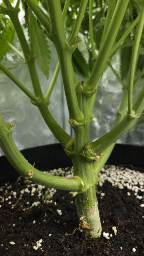 Fastbuds-Tropicana cookies Fastflower. Week 11